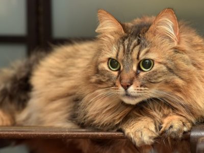 A Discover the 10 Different Tabby Cat Colors (Rarest to Most Common)