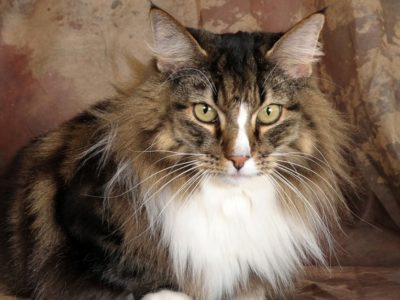 Norwegian Forest Cat Breed Complete Guide | AZ Animals