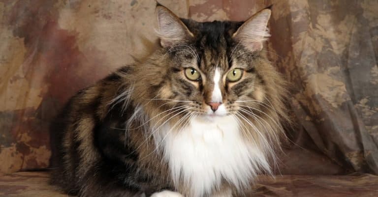 Pretty long-haired Norwegian forest cat lying on brown speckled cloth.