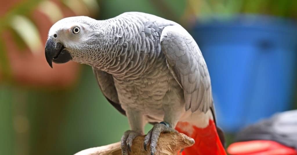 African grey parrot