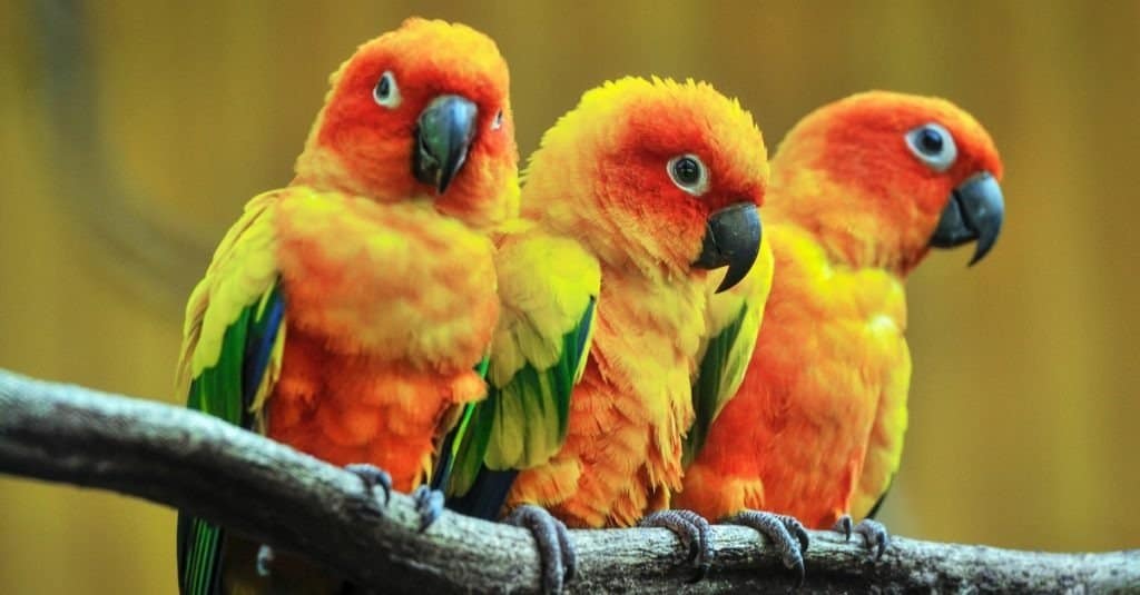 mooie papegaai, Zon Conure op boomtak