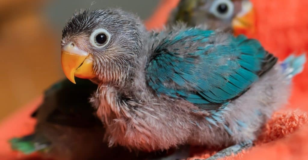 baby parrot
