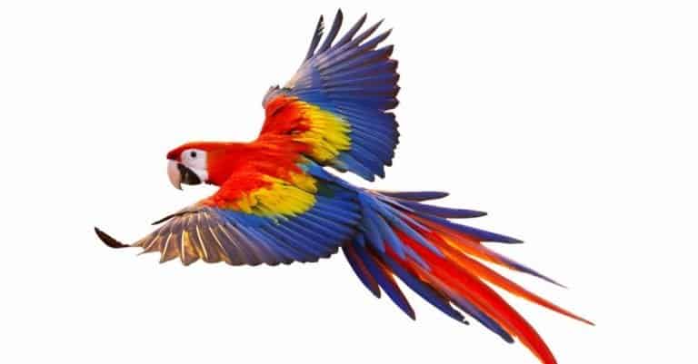 Parrot isolated on white