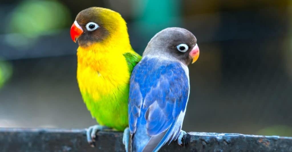 Lovebird parrots sitting together.
