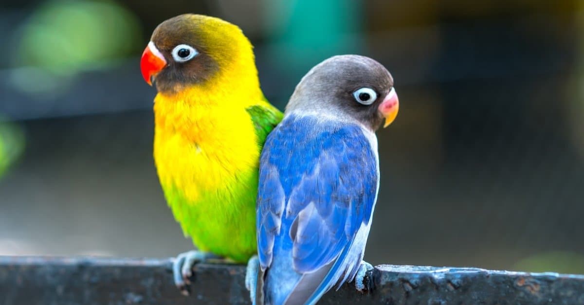 What Do Lovebirds Eat? - A-Z Animals