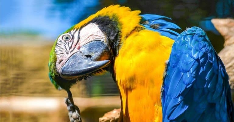 Blue-yellow macaw parrot portrait.