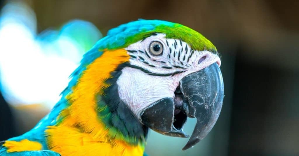 Portrait of colorful macaw on a branch.