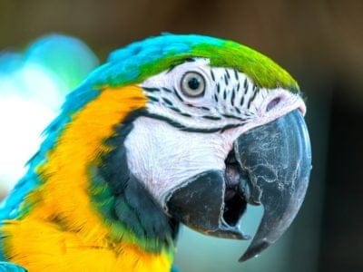 A Parrot