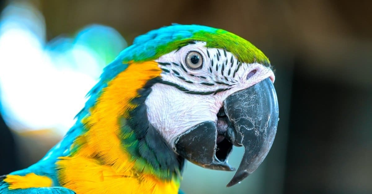 Scale Training Parrots Can Save Their Lives