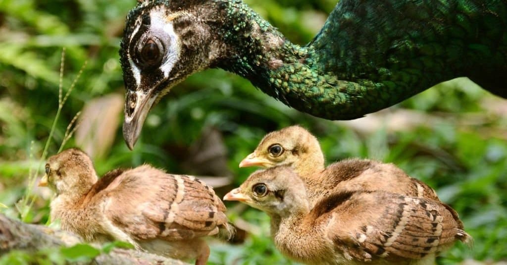 Female Peacock with group of newborn baby