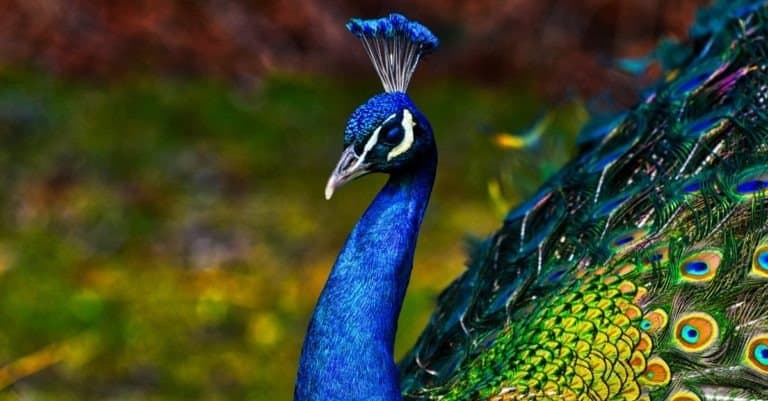 Peacock - peafowl with open tail, beautiful representative exemplar of male peacock in great metalic colors