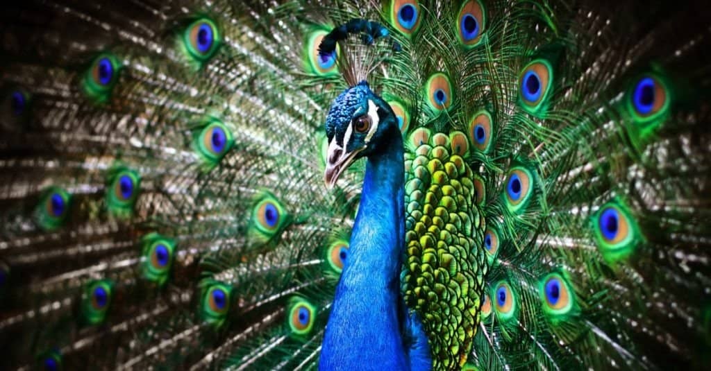 Blue Animals - Portrait of beautiful peacock with feathers out