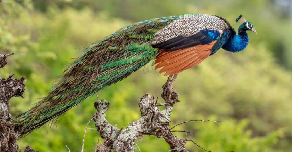 Peacock on the tree