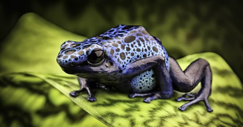 blue and orange poison dart frog