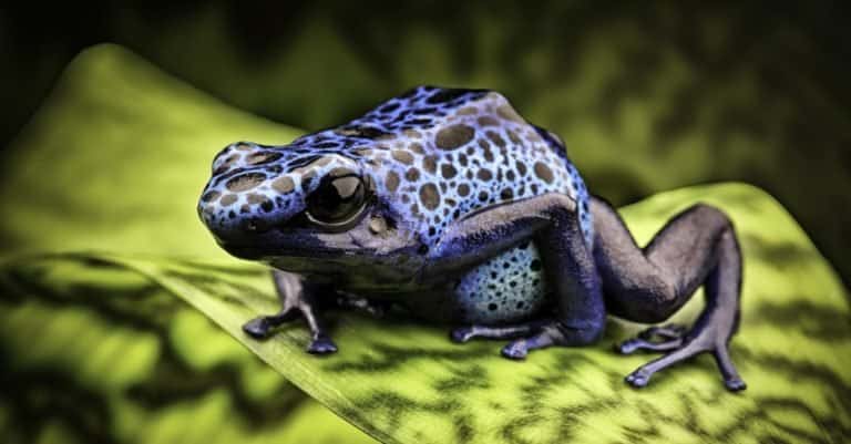 Blue poison frog, Dendrobates Azureus