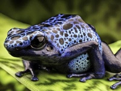 A Poison Dart Frog