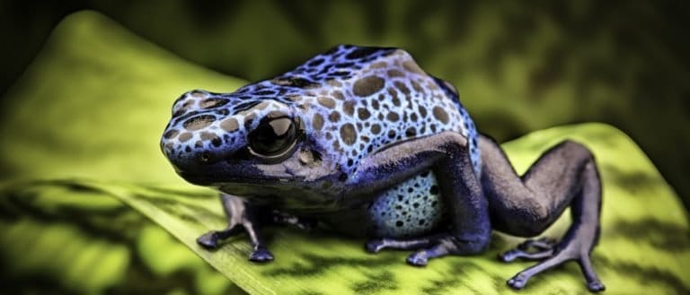 blue poison frog Dendrobates Azureus. A beautiful tropical and poisonous amazon rain forest animal.