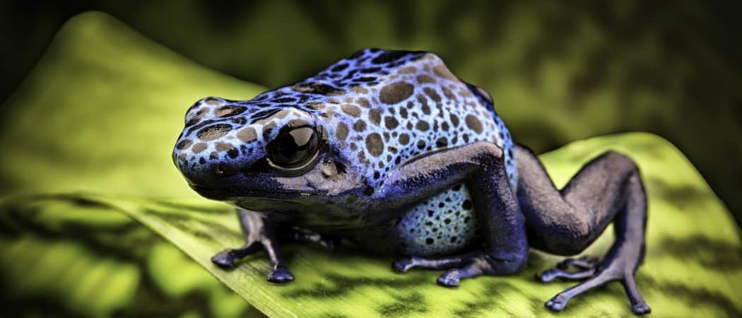 rainforest blue frogs