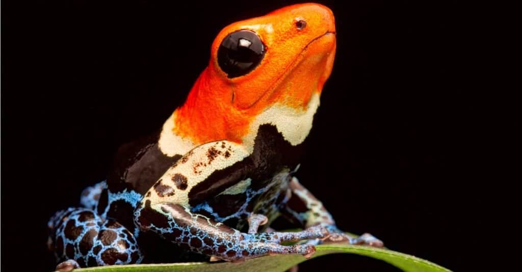 Red head poison dart frog, Ranitomeya fantastica, tropical amphibian from Amazon jungle in Peru.