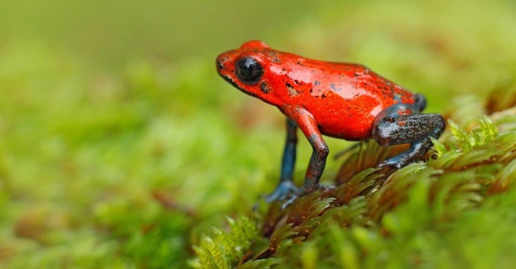 Red strawberry poison dart frog, Dendrobates pumilio, in its natural habitat, Costa Rica.
