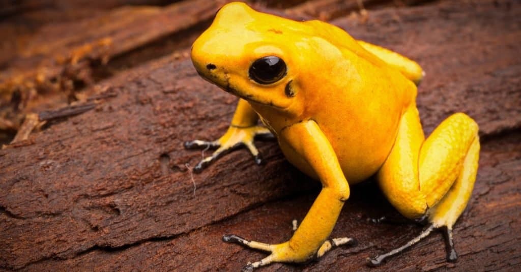 golden poison dart frog eating