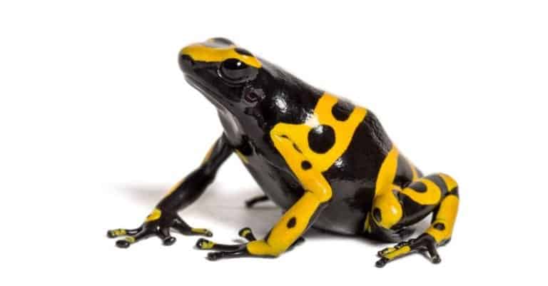 Yellow-banded Poison Dart Frog isolated on white background