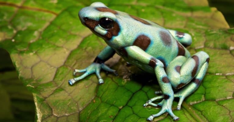 Green poison arrow frog, Dendrobates auratus, from the tropical rainforest of central America, Panama and Costa Rica