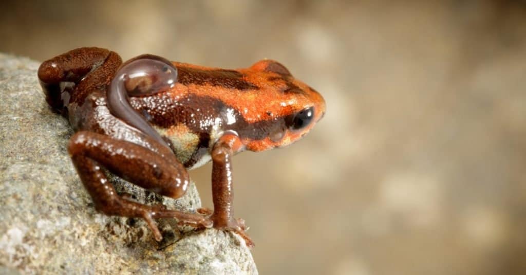Poison dart frog with tadpole on back, Andonobates bombetes