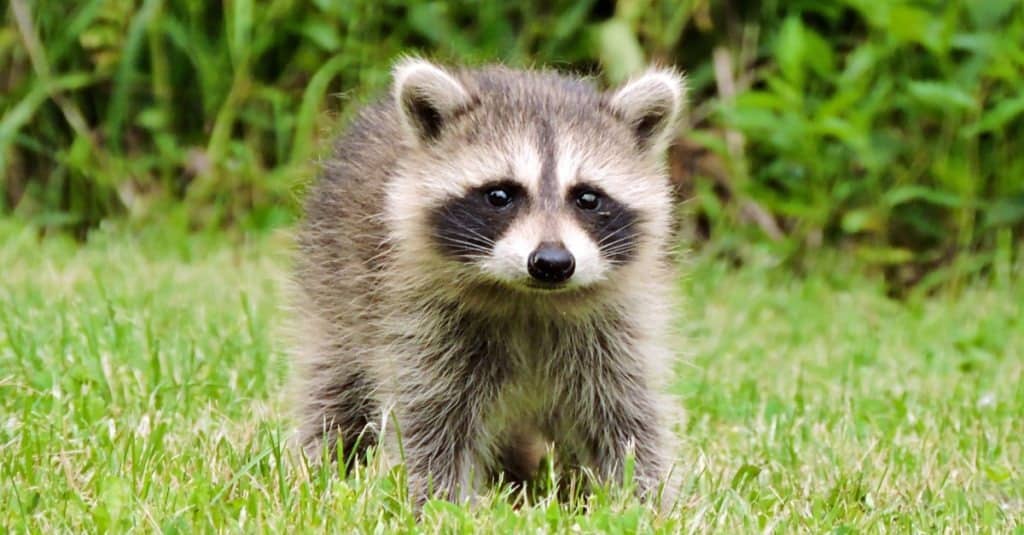how to care for a baby raccoon