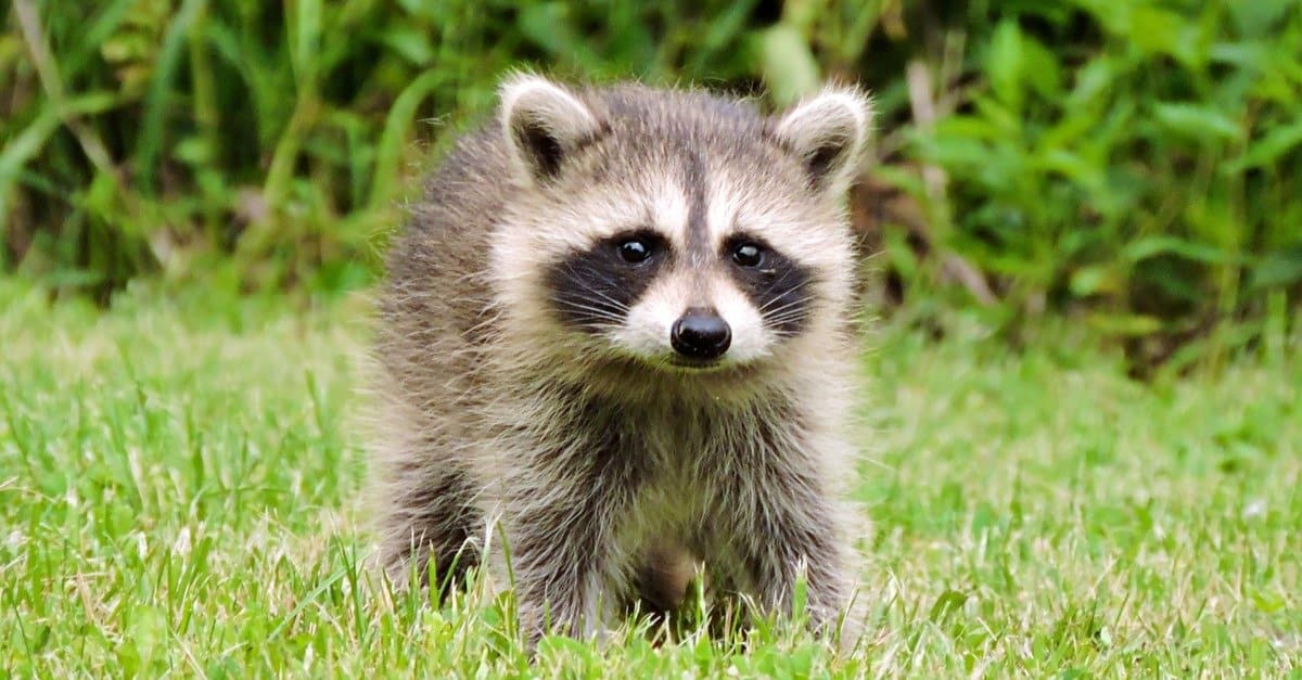 Raccoon Pictures - AZ Animals