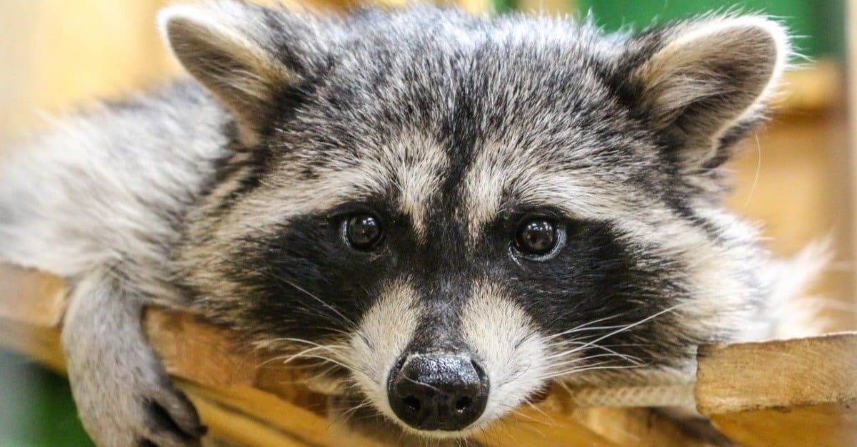 Raccoon close up