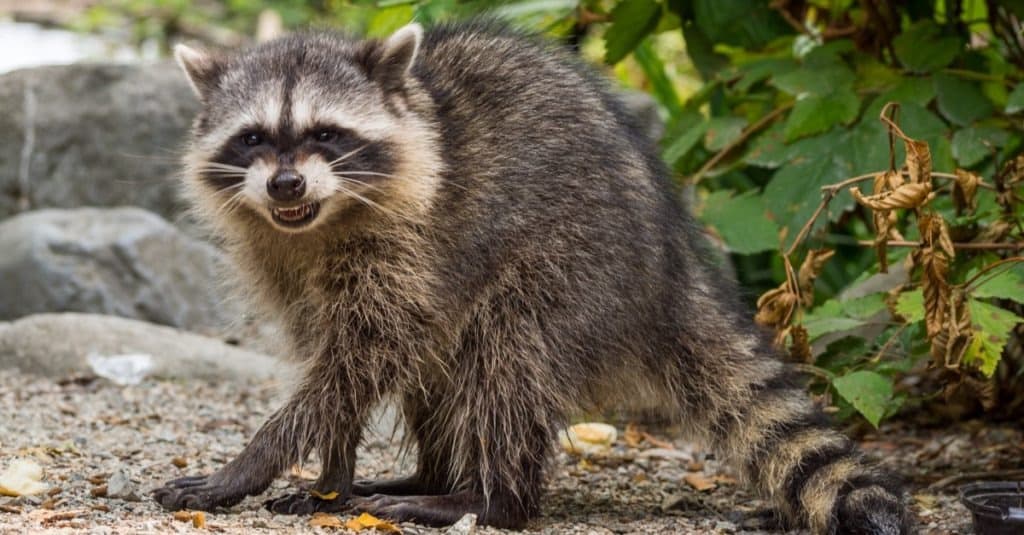 Raccoon in the park