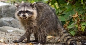 See What Happens When This Chunky Raccoon Tries Breaking Into an Attic Roof Picture