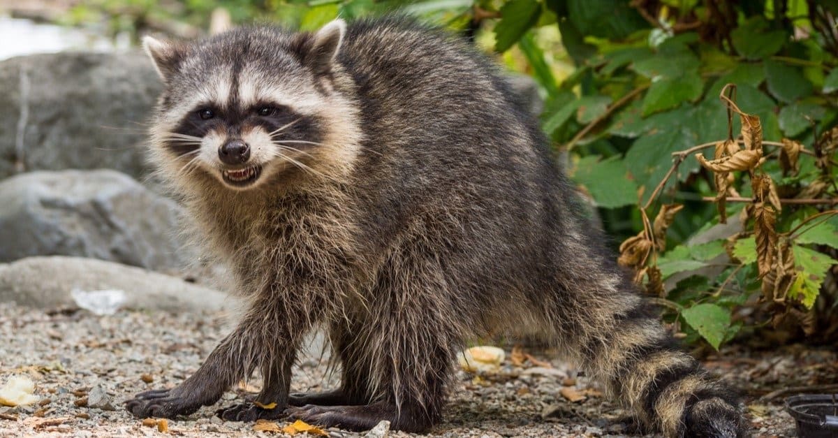Raccoon Pictures - AZ Animals
