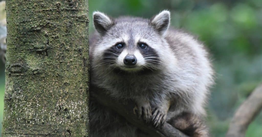 Raccoon sitting in a tree