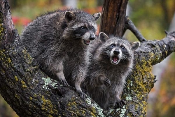 Raccoons make their homes all over the United States, except for the Rocky Mountains and several southwestern states.