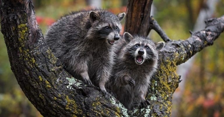 Raccoons (Procyon lotor) mouths open in rain in tree