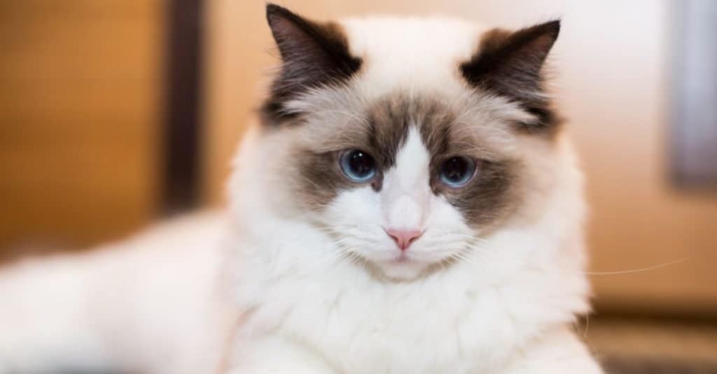 The 250 Best Ragdoll Cat Names - A-Z Animals