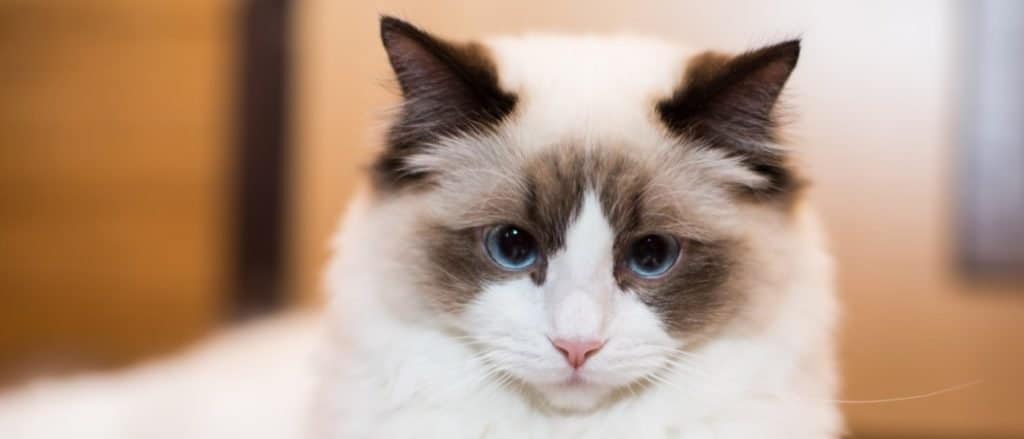 Beautiful young white purebred Ragdoll cat with blue eyes, at home.