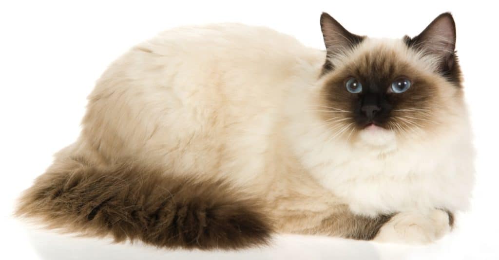 Sealpoint mitted Ragdoll cat on white background