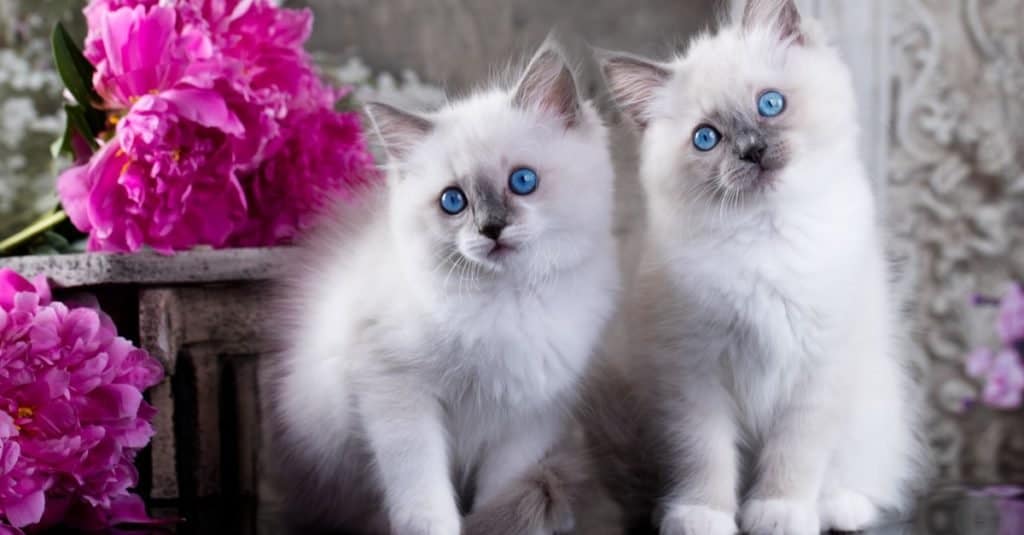 Two Ragdoll blue point little kittens playing outside.