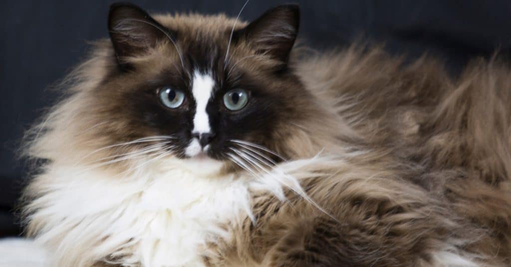 Ragdoll Cat Breed Complete Guide - A-Z Animals