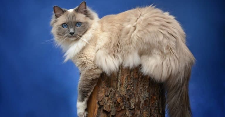 Blue Mitted Ragdoll Cat outside, sitting on a stump.
