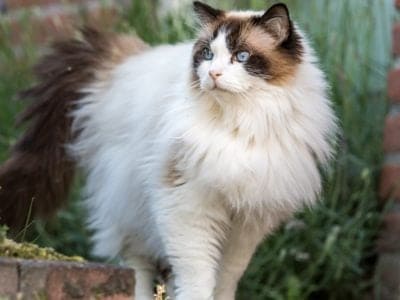 Ragdoll Cat Breed Complete Guide | AZ Animals