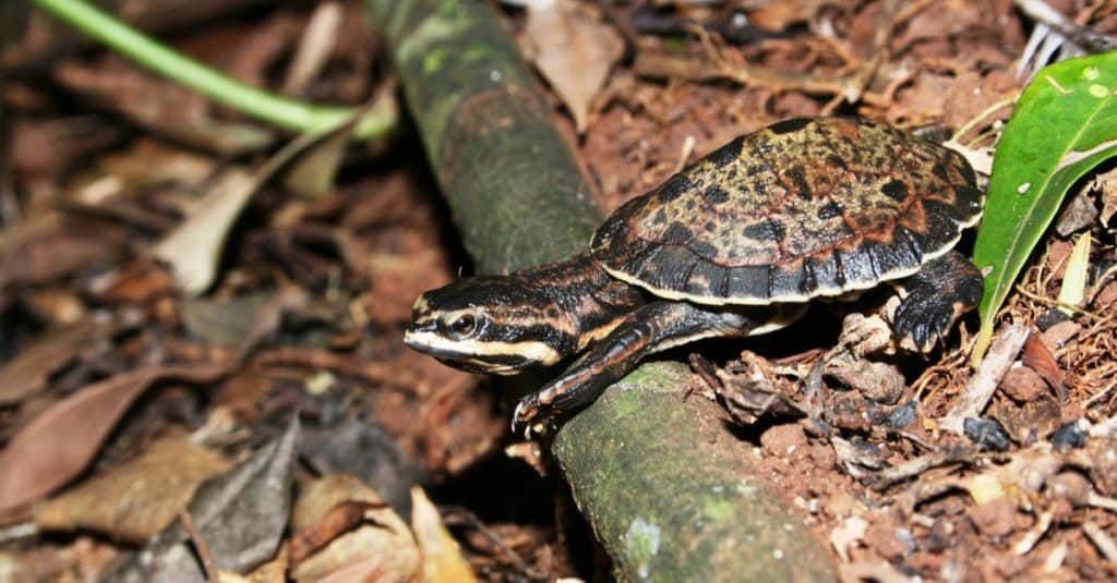 The baby River turtle hatched from its egg and is running towards the river for the first time (Williams' Side-necked Turtle)