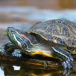 Order-wide ranges (turtles)