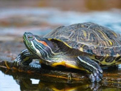 River Turtle Picture