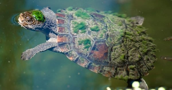 River Turtle - A-Z Animals