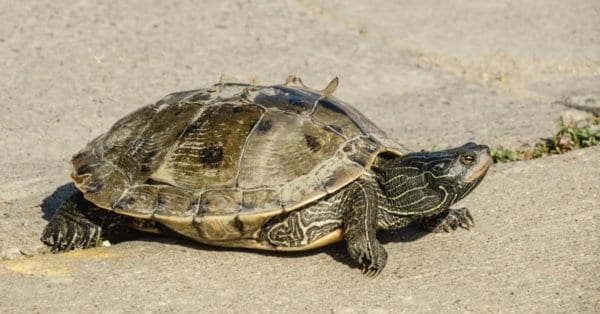 River Turtle Animal Facts | AZ Animals