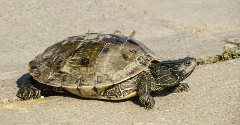 Mississippi map River turtle crosses a street